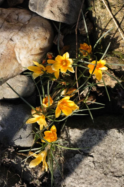 Bahar sarı çiçek — Stok fotoğraf