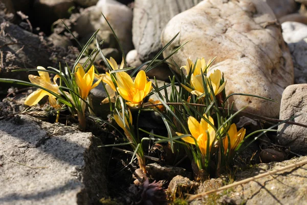 黄色の花を春します。 — ストック写真