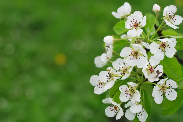 春の apple の花の背景 — ストック写真