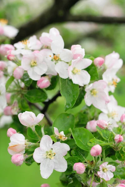 Lente apple bloemen achtergrond — Stockfoto