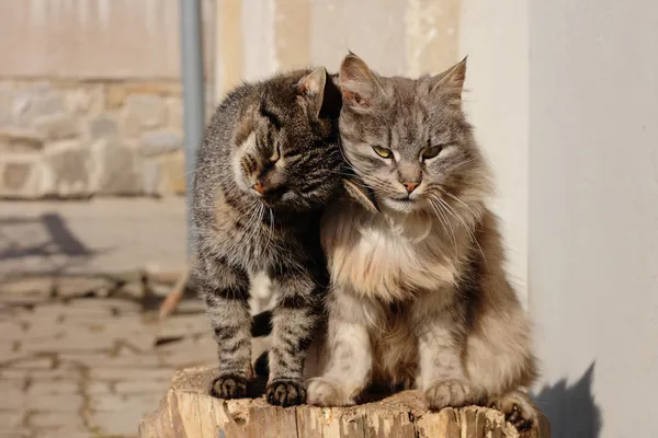 고양이 두 마리 로열티 프리 스톡 사진