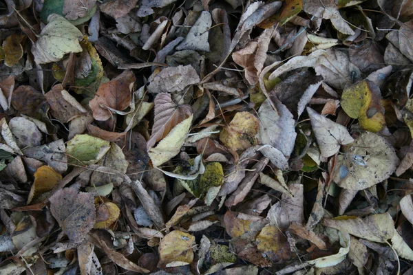 Autumn leafs — Stock Photo, Image