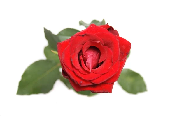 Rose on white — Stock Photo, Image