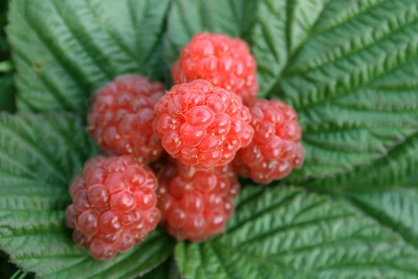 stock image Raspberries on green