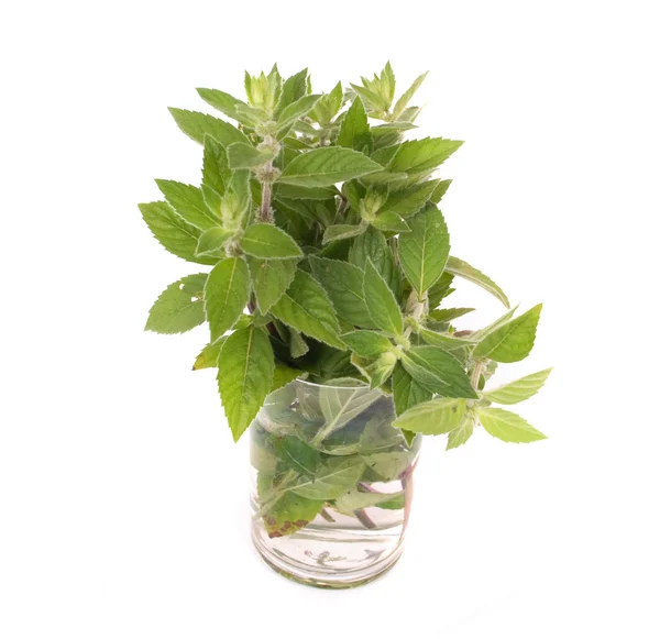 Green herb — Stock Photo, Image
