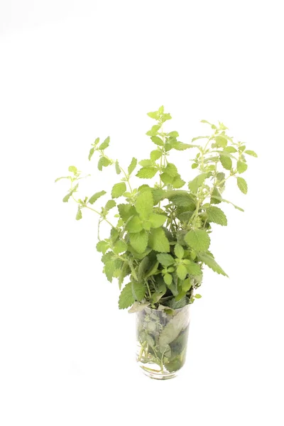 Zöld növényt — Stock Fotó
