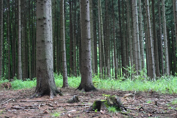 Skog — Stockfoto