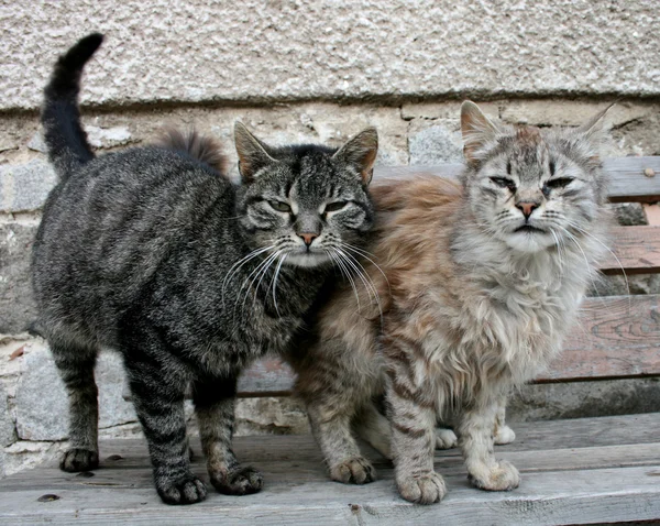 Dois gatos — Fotografia de Stock