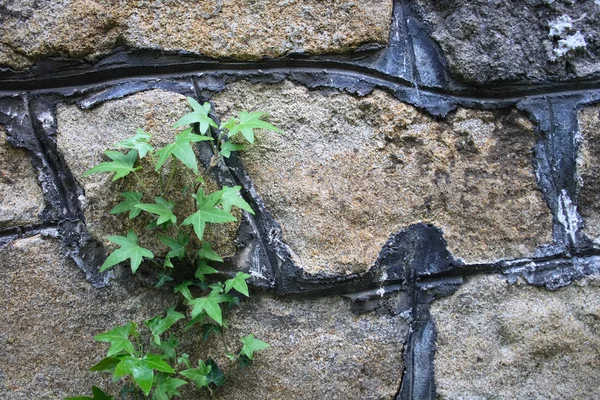 stock image Wall with green plant