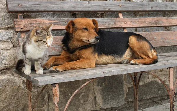 Cat and dog are friends — Stock Photo, Image