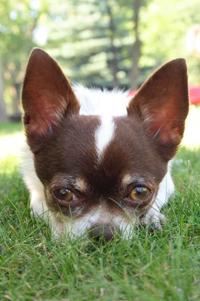 Chihuahua joven — Foto de Stock