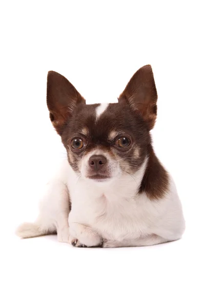 Denkender Chihuahua — Stockfoto