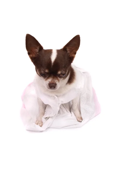 Chihuahua en belle robe — Photo