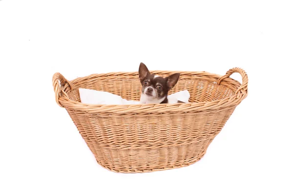 Chihuahua in wicker basket — Stock Photo, Image