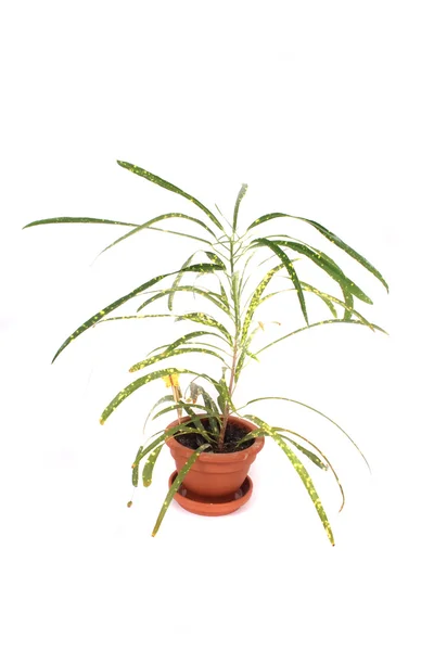 Маленький зелений palm — стокове фото