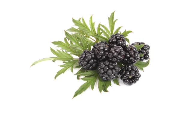 stock image Blackberries with green leaves