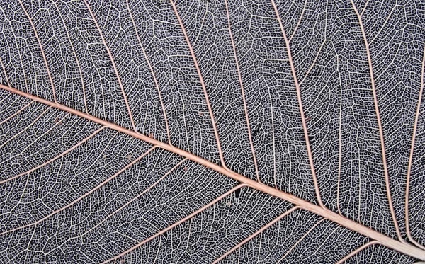 Leaf texture — Stock Photo, Image