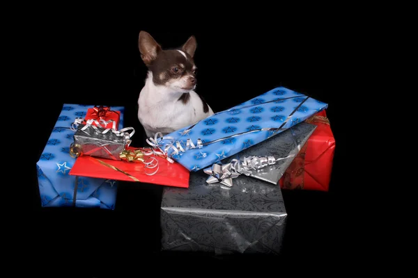 Chihuahua och presenterar — Stockfoto
