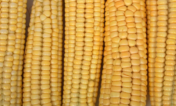 Fresh maize — Stock Photo, Image
