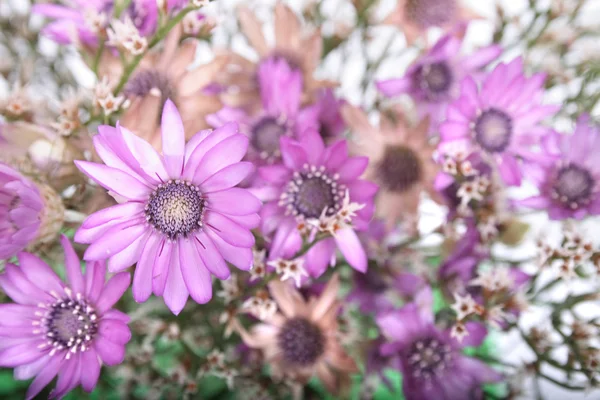 stock image Flowers