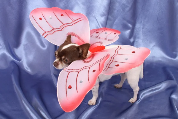 Chihuahua als Schmetterling — Stockfoto