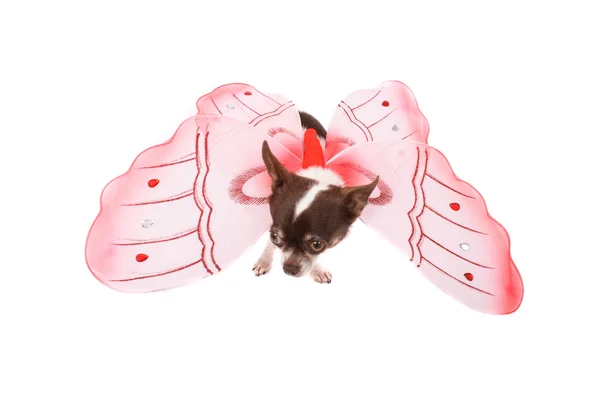 Chihuahua als Schmetterling — Stockfoto