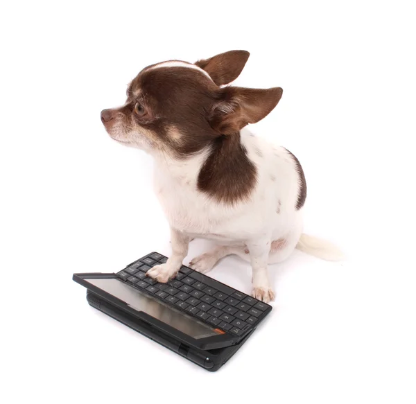 Chihuahua and her portable PC — Stock Photo, Image