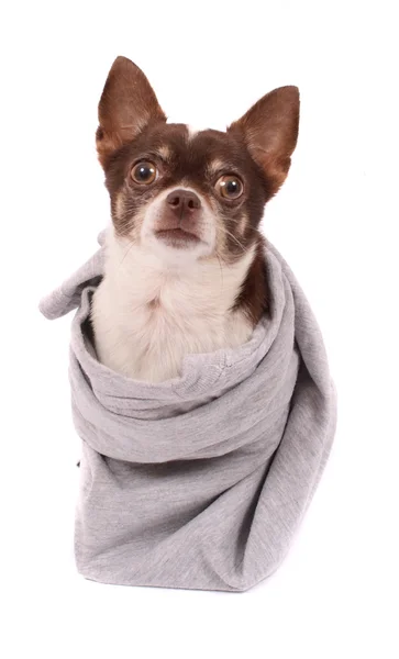 Chihuahua está esperando — Foto de Stock