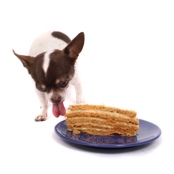 Dog is eating fresh cake