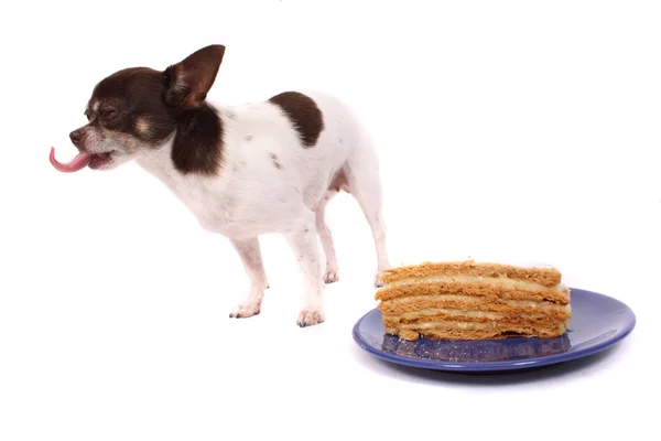 Köpek taze kek yiyor — Stok fotoğraf