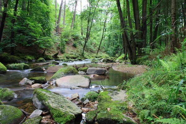 stock image Forest and river