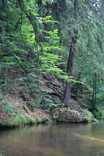 Forêt tchèque — Photo
