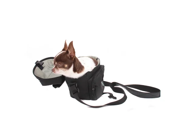 Chihuahua i en liten väska — Stockfoto