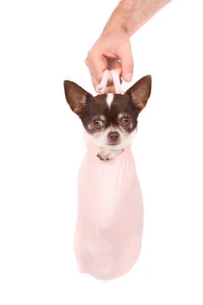 Chihuahua im Beutel — Stockfoto