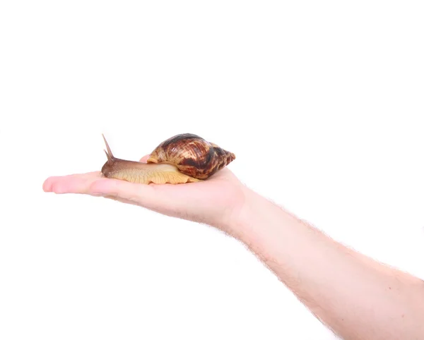 Ślimak na rękę — Zdjęcie stockowe