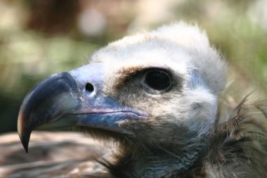 Head of vulture