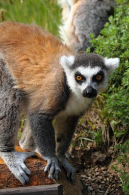 lemur maymunu