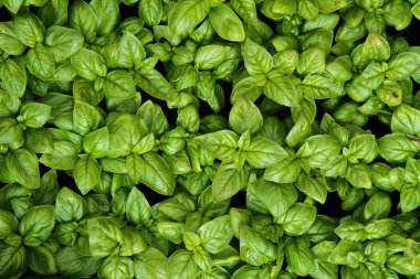 Sweet basil background clipart