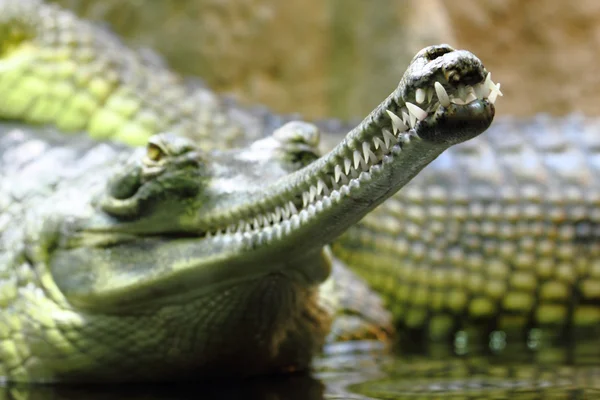 Detail of alligator head — Stock Photo, Image