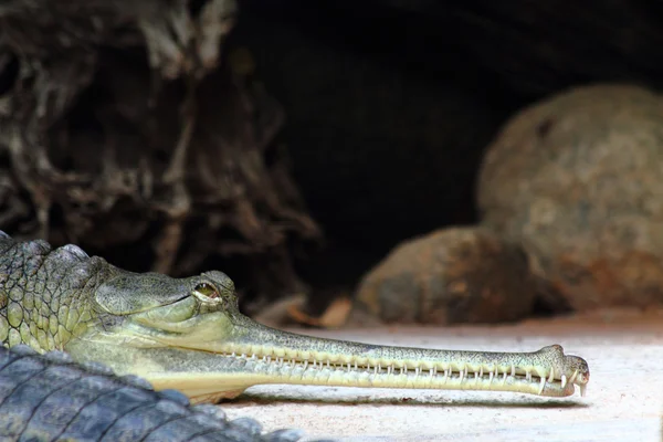 Detaliul capului de aligator — Fotografie, imagine de stoc