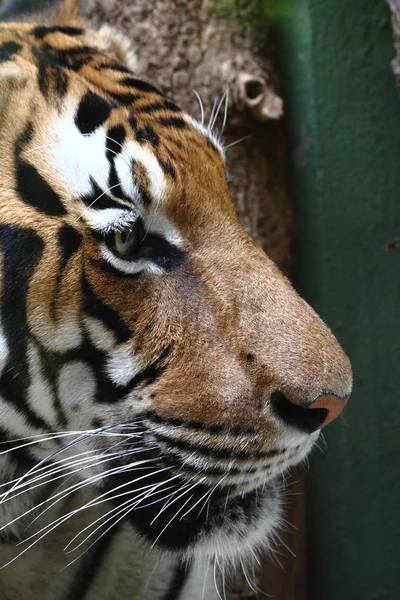 Szczegóły głowę tygrysa — Zdjęcie stockowe