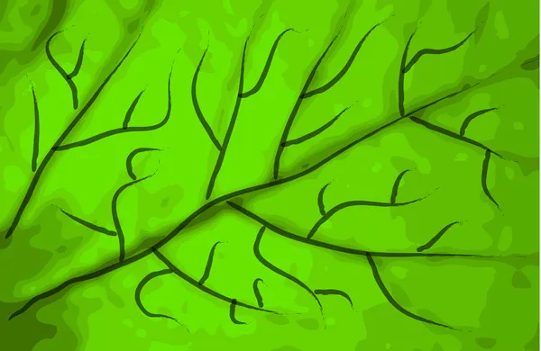 Textura de folha verde — Vetor de Stock