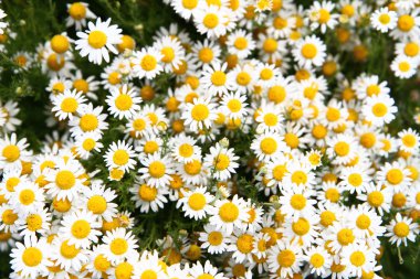 Chamomile background clipart