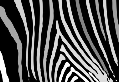 easy zebra texture clipart