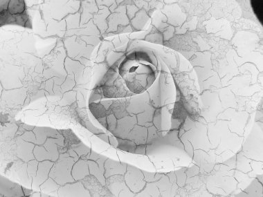 Rose with cracks. clipart