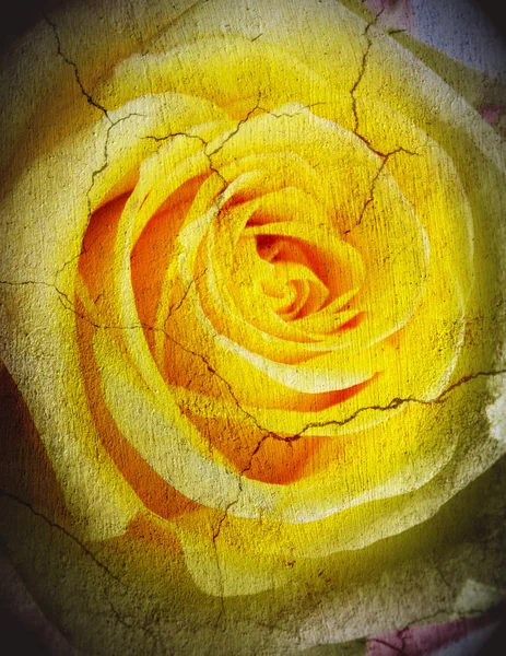 Grunge roses background — Stock Photo, Image