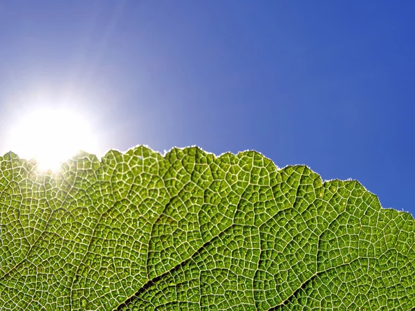 Grünes Blatt, das im Sonnenlicht leuchtet — Stockfoto