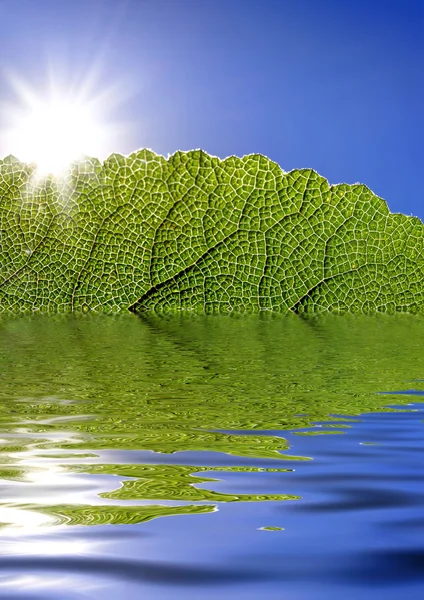 Zielony liść odbicie w wodzie — Zdjęcie stockowe