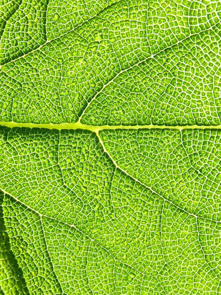 Textura de hoja verde, macro. 3. — Foto de Stock