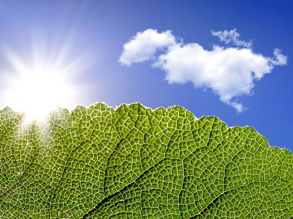 Grönt blad glödande i solljus — Stockfoto